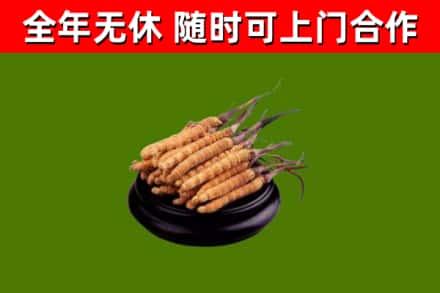 平阴回收冬虫夏草