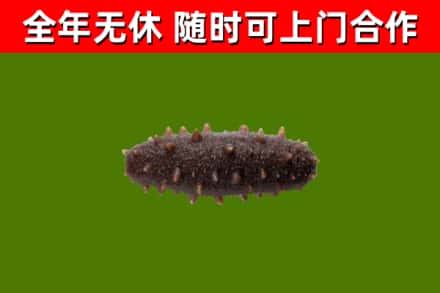 平阴回收海参干